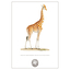 Carnet Girafe Collection Inspiration Vélin