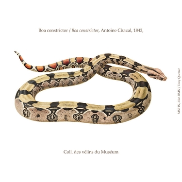 Magnet Boa Collection Inspiration Vélin