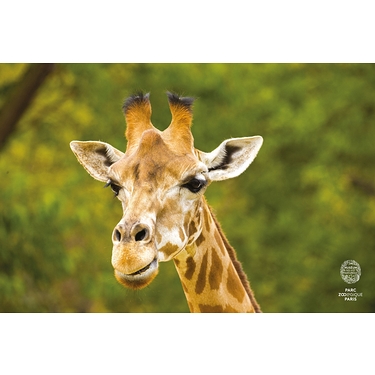 Affiche Girafe Djuba