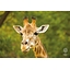 Affiche Girafe Djuba