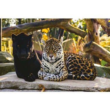 Affiche Jaguars Couple