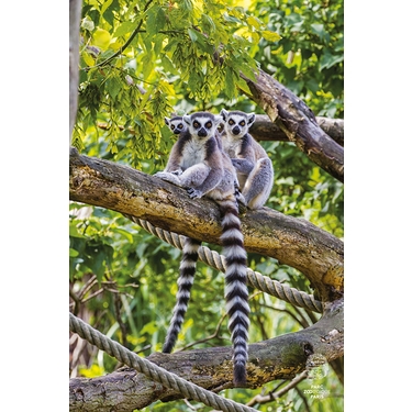 Affiche Lemurien Twiggy