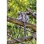 Affiche Lemurien Twiggy