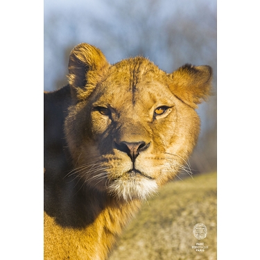 Affiche Lion Kibo
